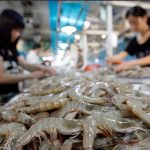 China Points to Shrimp as Covid-19 Carrier After Salmon Debacle